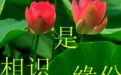 qq表情图片高清大图,捕捉网络文化的瞬间魅力