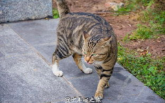 娱乐吃瓜猫咪,揭秘猫咪吃瓜背后的趣味世界