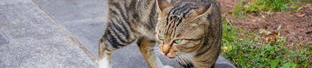 娱乐吃瓜猫咪,揭秘猫咪吃瓜背后的趣味世界
