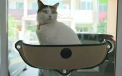 娱乐吃瓜酱猫窝,揭秘娱乐圈那些不为人知的幕后故事