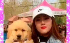 小姐姐不愿意欺负金毛狗,小姐姐与金毛狗的和谐共处